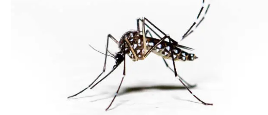 Passo Fundo investiga casos de Dengue